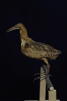 藏品(大麻鷺)的圖片